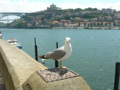 porto.jpg